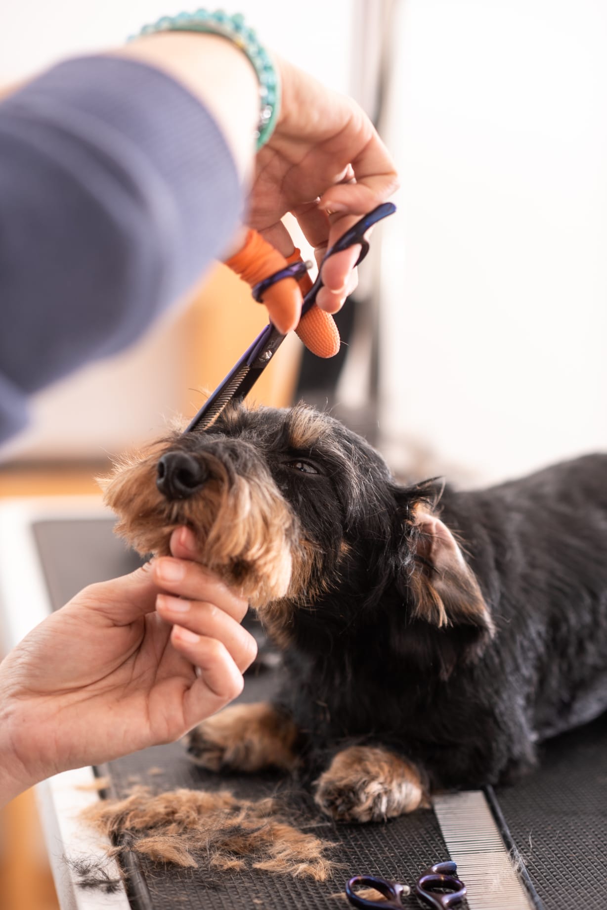 Liebevolle Hundepflege