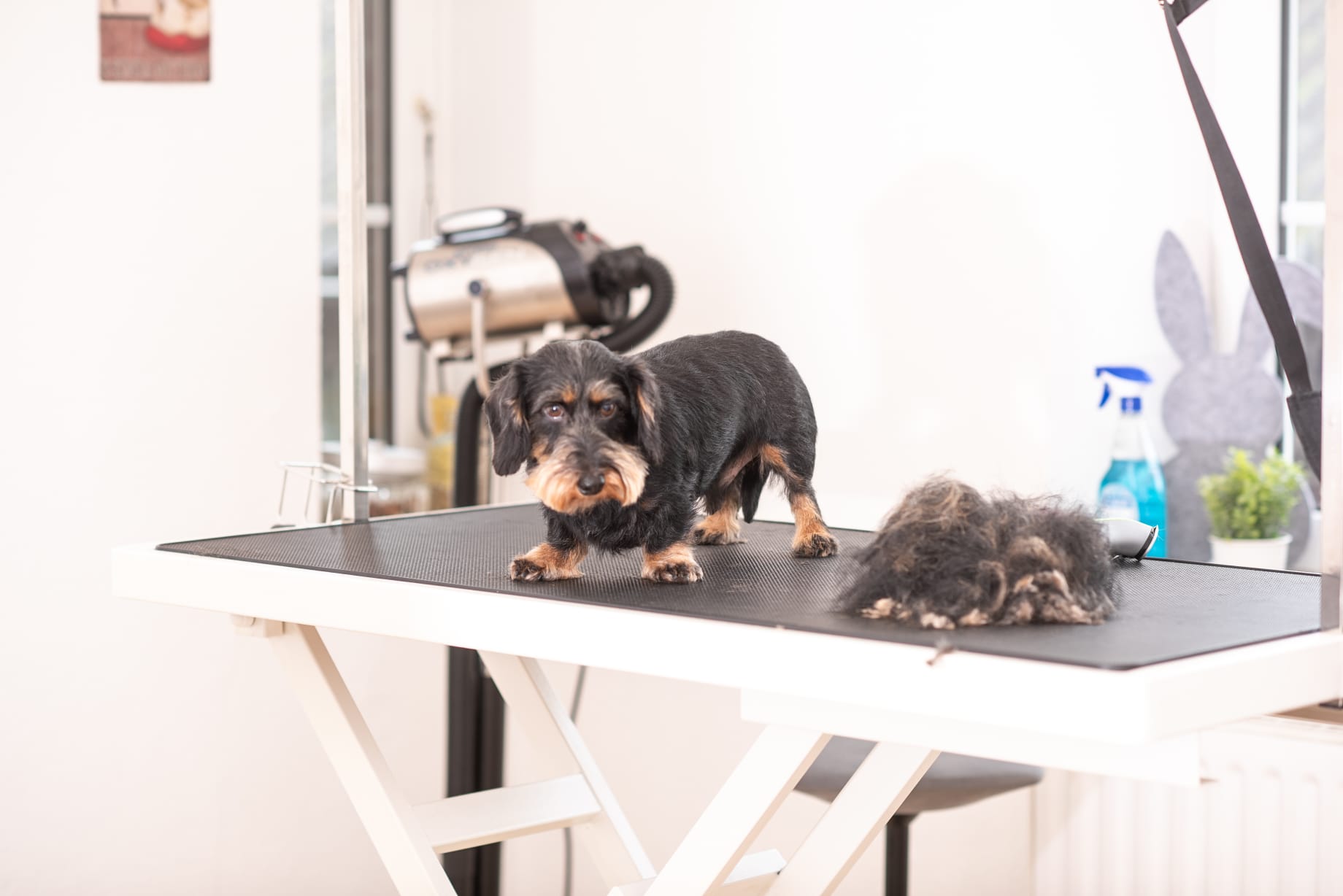 Entspanntes Grooming