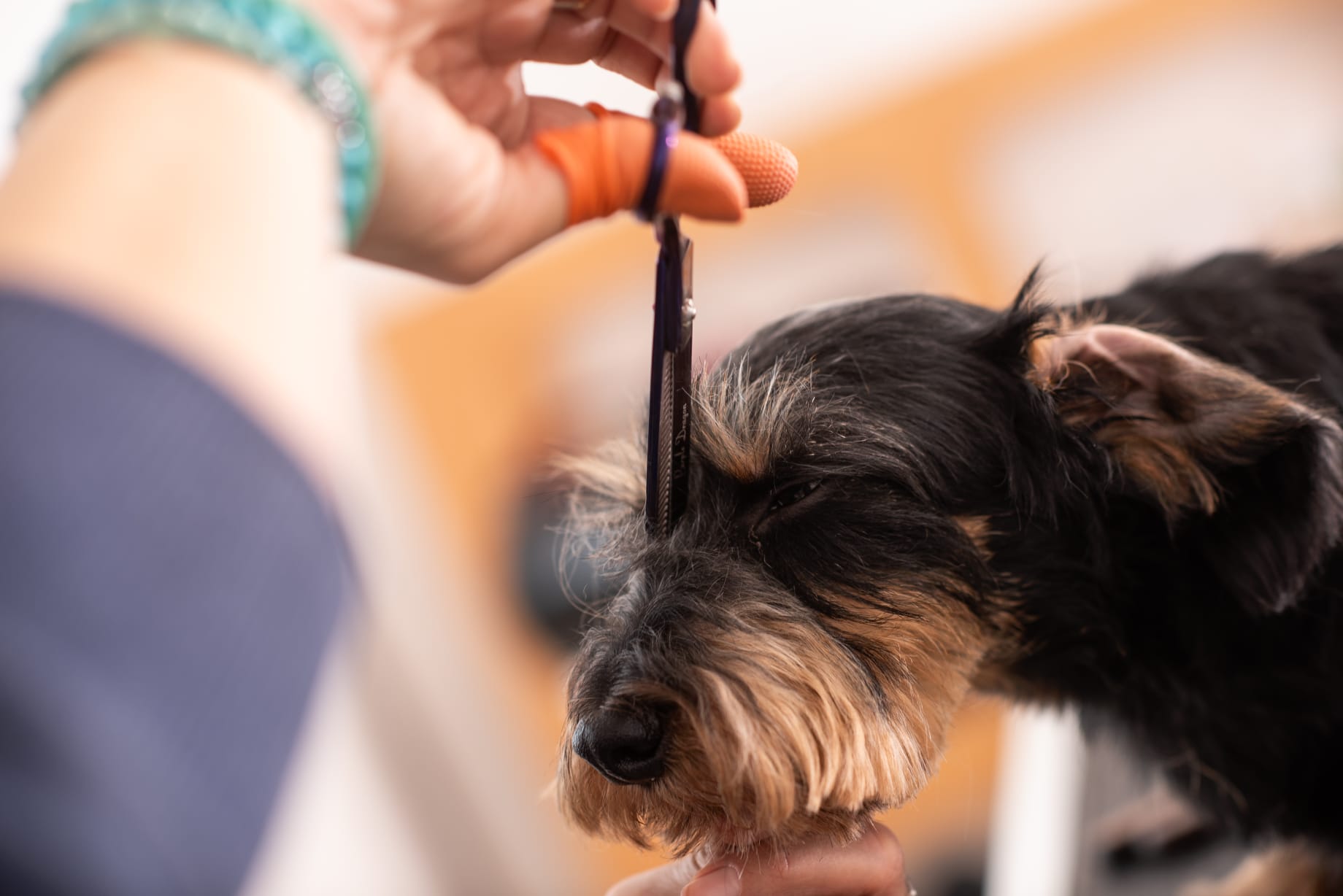 Professionelle Fellpflege