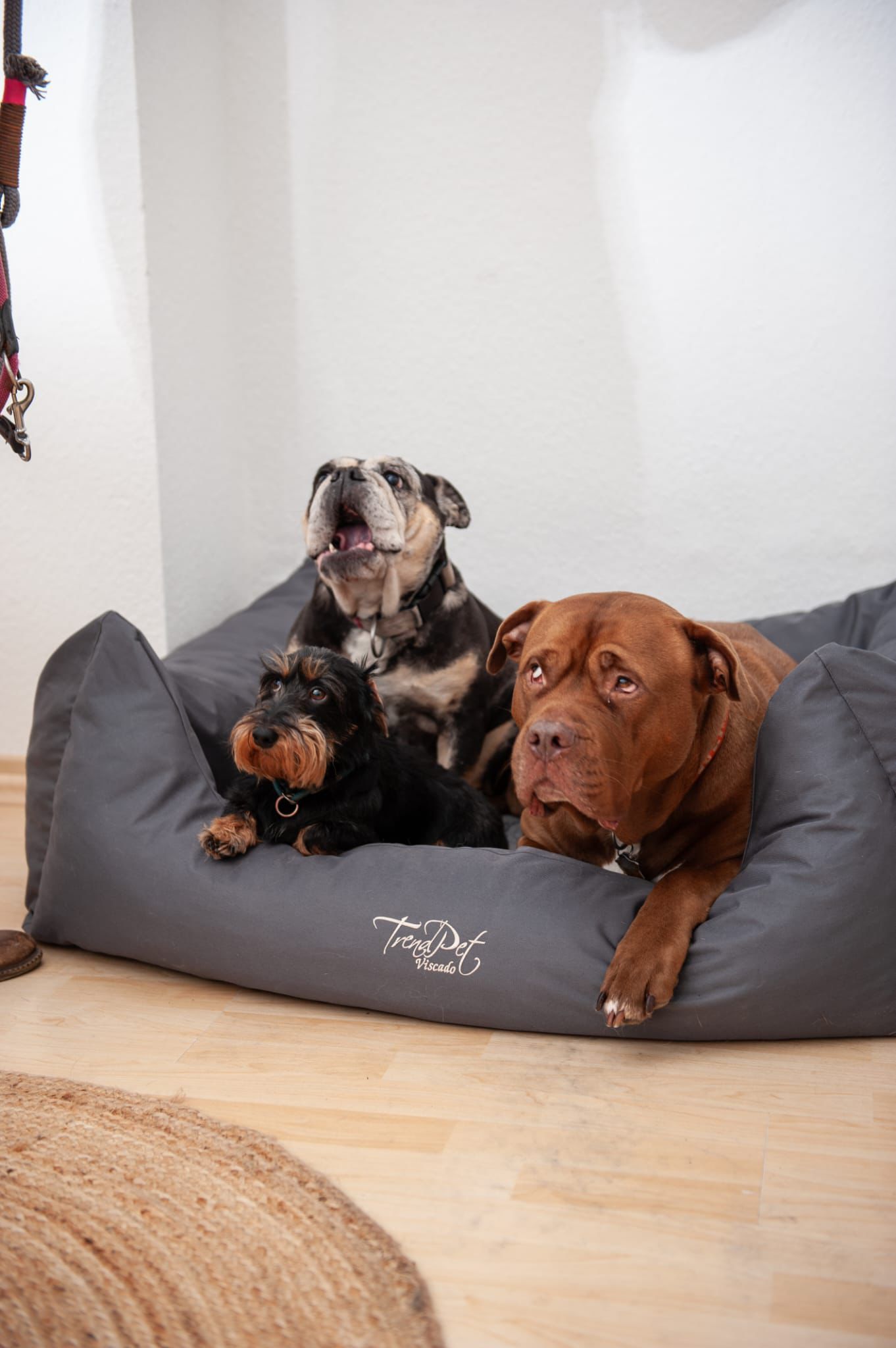 Glücklicher Hund nach Grooming